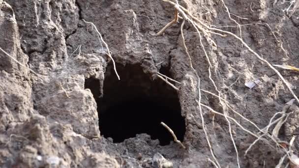 Rat Τρύπα Στο Έδαφος Φυσικό Υπόβαθρο — Αρχείο Βίντεο