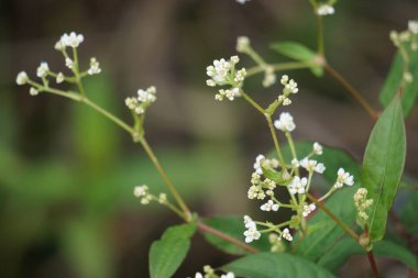 Persicaria chinensis (Polygonum chinense, sürünen akıllı ot, Çin knototu). Geleneksel Çin ilacı olarak ülser, egzama, mide ağrısı ve çeşitli iltihaplı deri hastalıklarını tedavi etmek için kullanılıyor.