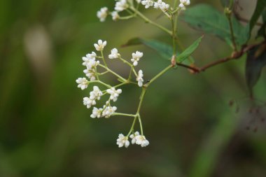 Persicaria chinensis (Polygonum chinense, sürünen akıllı ot, Çin knototu). Geleneksel Çin ilacı olarak ülser, egzama, mide ağrısı ve çeşitli iltihaplı deri hastalıklarını tedavi etmek için kullanılıyor.