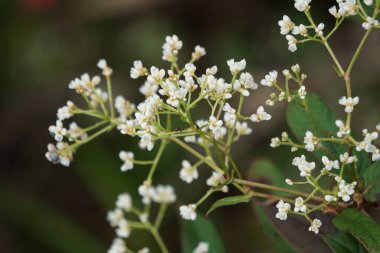 Persicaria chinensis (Polygonum chinense, sürünen akıllı ot, Çin knototu). Geleneksel Çin ilacı olarak ülser, egzama, mide ağrısı ve çeşitli iltihaplı deri hastalıklarını tedavi etmek için kullanılıyor.