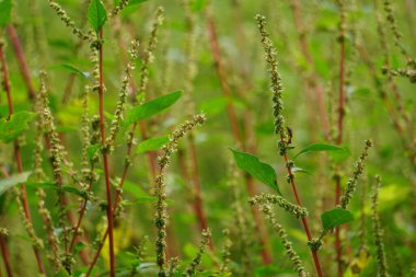 Thorny Amaranthus (Amaranthus spinosus, dikenli araranth, dikenli yosun, dikenli armut, dikenli amaranth)