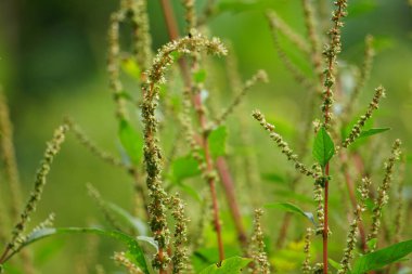 Thorny Amaranthus (Amaranthus spinosus, dikenli araranth, dikenli yosun, dikenli armut, dikenli amaranth)