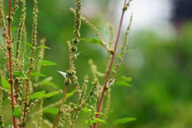 Thorny Amaranthus (Amaranthus spinosus, dikenli araranth, dikenli yosun, dikenli armut, dikenli amaranth)