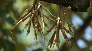 Durian çiçeği, meyvelerin kralı. Durian, Doğu Asya 'nın egzotik meyvelerinden biridir. Bu meyvenin güçlü bir aroması var, bazı insanlar onu sever ve bazıları sevmez.