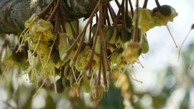 Durian çiçeği, meyvelerin kralı. Durian, Doğu Asya 'nın egzotik meyvelerinden biridir. Bu meyvenin güçlü bir aroması var, bazı insanlar onu sever ve bazıları sevmez.