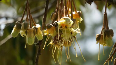 Durian çiçeği, meyvelerin kralı. Durian, Doğu Asya 'nın egzotik meyvelerinden biridir. Bu meyvenin güçlü bir aroması var, bazı insanlar onu sever ve bazıları sevmez.