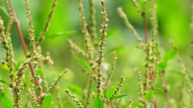Thorny Amaranthus (Amaranthus spinosus, dikenli araranth, dikenli yosun, dikenli armut, dikenli amaranth)
