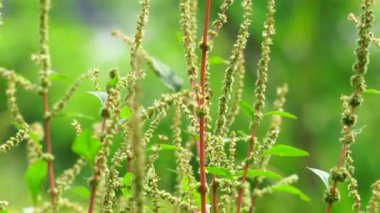 Thorny Amaranthus (Amaranthus spinosus, dikenli araranth, dikenli yosun, dikenli armut, dikenli amaranth)