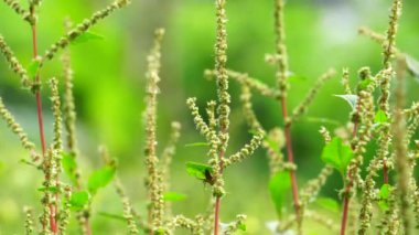Thorny Amaranthus (Amaranthus spinosus, dikenli araranth, dikenli yosun, dikenli armut, dikenli amaranth)