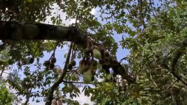 Durian çiçeği, meyvelerin kralı. Durian, Doğu Asya 'nın egzotik meyvelerinden biridir. Bu meyvenin güçlü bir aroması var, bazı insanlar onu sever ve bazıları sevmez.