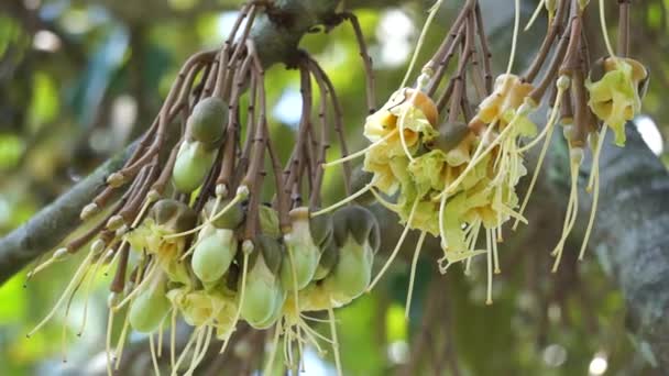 Duriai Virág Gyümölcs Királya Durian Egyik Egzotikus Gyümölcs Kelet Ázsiából — Stock videók