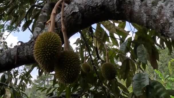 Durian Flower King Fruit Durian One Exotic Fruit East Asia — Stock Video