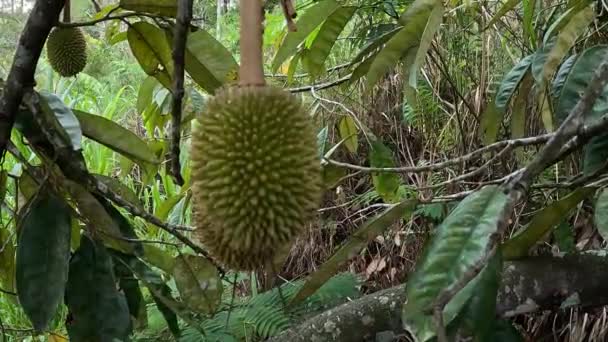 Durian Bloem Koning Van Vruchten Durian Een Van Exotische Vruchten — Stockvideo
