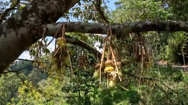 Flor Durian Rei Fruta Duriano Uma Das Frutas Exóticas Ásia — Vídeo de Stock