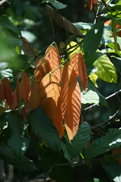 Cacao leaves (Theobroma cacao, cocoa, coklat). Its seeds, cocoa beans, are used to make chocolate liquor, cocoa solids, cocoa butter and chocolate). Cacao (Theobroma cacao) belongs to genus Theobroma.