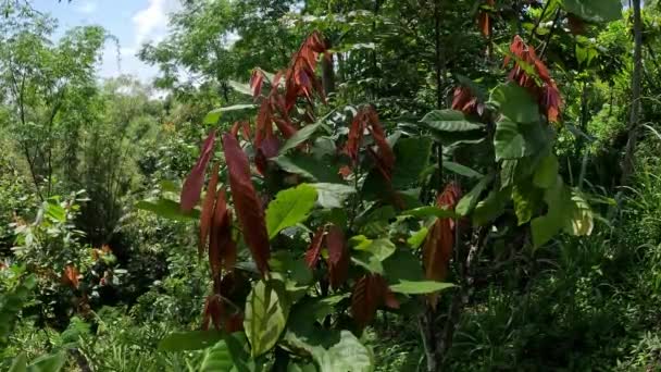 Φύλλα Κακάο Theobroma Cacao Κακάο Coklat Σπόροι Του Κόκκοι Κακάο — Αρχείο Βίντεο