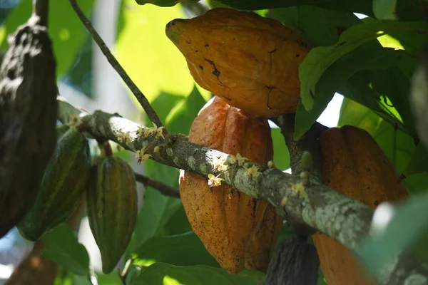 Cacao fruits (Theobroma cacao, cocoa, coklat). Its seeds, cocoa beans, are used to make chocolate liquor, cocoa solids, cocoa butter and chocolate). Cacao (Theobroma cacao) belongs to genus Theobroma.