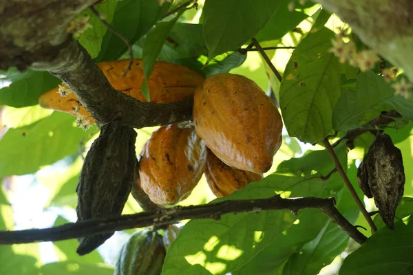 Cacao fruits (Theobroma cacao, cocoa, coklat). Its seeds, cocoa beans, are used to make chocolate liquor, cocoa solids, cocoa butter and chocolate). Cacao (Theobroma cacao) belongs to genus Theobroma.