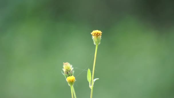 Bidens Radiata Növény Bidens Radiata Asteraceae Családba Tartozó Virágos Növényfaj — Stock videók