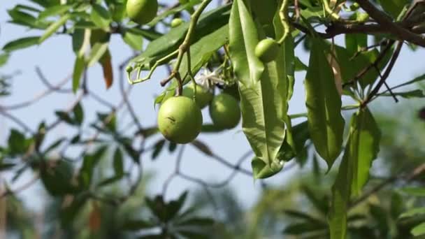 Cerbera Odollam Pong Pong Tree Cerbera Manghas Sea Mango Bintaro — Video