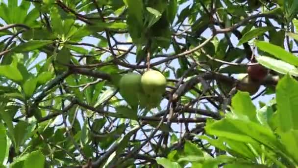 Ağacın Üzerinde Cerbera Odollam Pong Pong Ağacı Cerbera Manghas Deniz — Stok video