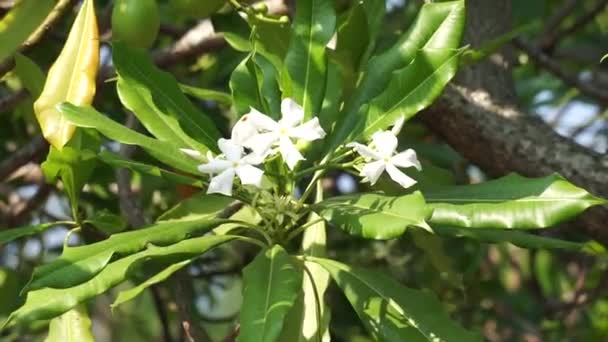 木の上のセルベーラ臭気 ポンポンツリー セルベーラマンガ 海マンゴー ビンタロ 葉と果物には毒が入っています 人々は動物狩りの毒として木の樹液を使用しました — ストック動画