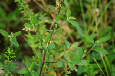 Sida rhombifolia (ok yaprağı sida, Malva rhombifolia, eşkenar dörtgen yapraklı sida, Paddy 's lucerne, jöle yaprağı, Küba keneviri, Queensland keneviri, Hint keneviri) doğa arka planında bulunur. Bitkisel ilaç olarak da kullanılır..