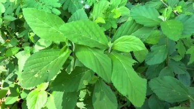 Sida rhombifolia (ok yaprağı sida, Malva rhombifolia, eşkenar dörtgen yapraklı sida, Paddy 's lucerne, jöle yaprağı, Küba keneviri, Queensland keneviri, Hint keneviri) doğa arka planında bulunur. Bitkisel ilaç olarak da kullanılır..