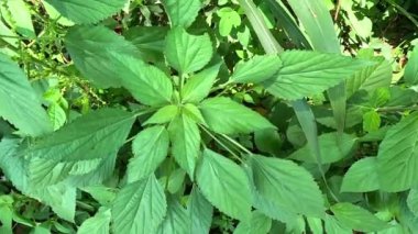 Acalypha Indica L. (Boehmeria zollingeriana, kedi yüzü, Indian Acalypha, Indian Mercury, Indian Copperleaf, Indian Nettle, Three-seed Mercury) doğal arkaplan.