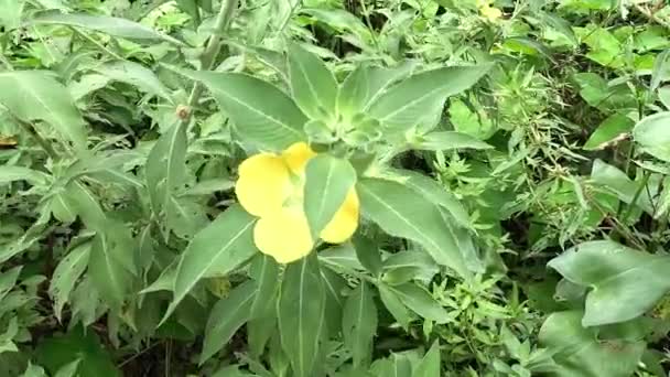 Ludwigia Grandiflora Met Een Natuurlijke Achtergrond — Stockvideo