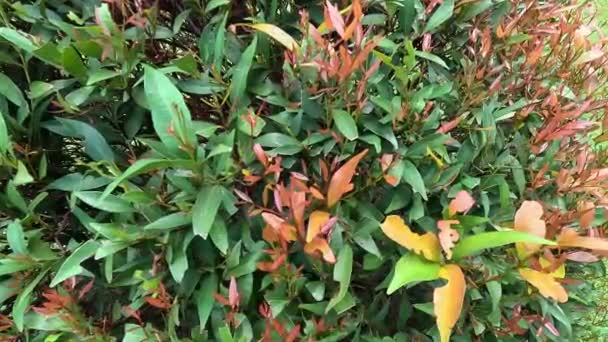 Syzygium Oleina Στη Φύση Αυτό Φυτό Επίσης Syzygium Oleina Pucuk — Αρχείο Βίντεο