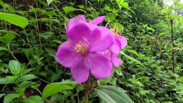 Melastoma Candidum Senggani Senduduk Cengkodok Melastoma Septemnervium Цветок Природе Растение — стоковое видео