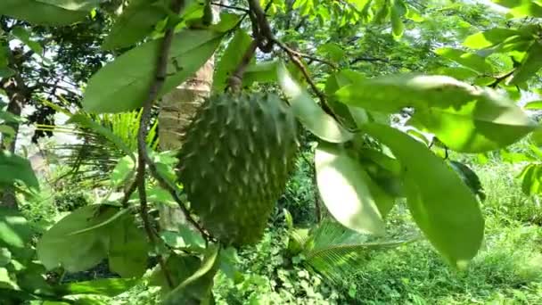 园中的Soursop Annona Muricata Sirsak Durian Belanda Graviola Guyabano Guanbana 山核桃属 — 图库视频影像