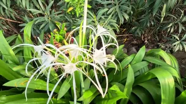 Texan Spider Lily Fiore Sulla Natura Pianta Con Fiore Bianco — Video Stock