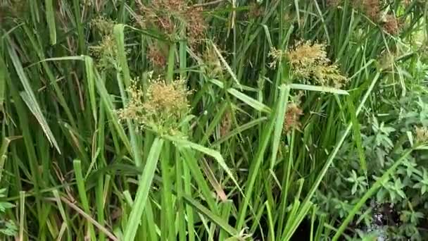 Actinoscirpus Grossus Also Called Mensiang Greater Club Rush Giant Bulrush — 图库视频影像