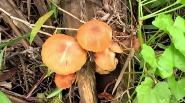 Autumn Skullcap (Galerina marginata, cenaze çanı, ölümcül kafatası kapağı, sonbahar kafatası, ölümcül galerina). Galerina Marginata 'da bulunan toksinler