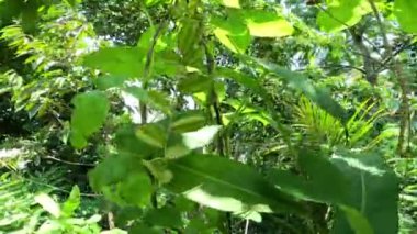 Dioscorea hispida Dennst çiçeği (üç yapraklı Hint yer elması, gadung) doğanın arka planında yer alan ağaç