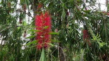 Melaleuca leucadendra (Kayu putih, Melaleuca leucadendron, ağlayan kağıt kabuğu, uzun yapraklı kağıt kabuğu, beyaz kağıt kabuğu, cajuput yağı) bitkisi. Bu bitki solunum enfeksiyonlarını tedavi etmek için kullanılır..