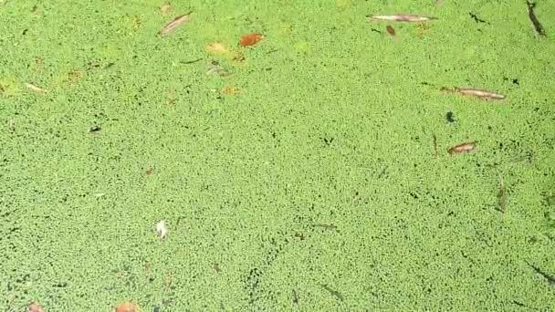 Lemna Minor Mata Lele Thallus Duckweed Umum Bebek Kecil Lemna — Stok Video
