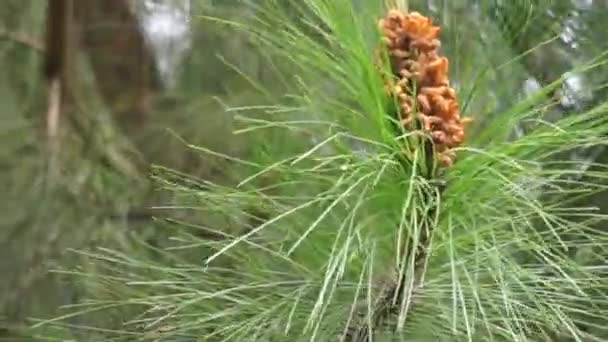 Сосновый Цветок Дереве Естественном Фоне — стоковое видео