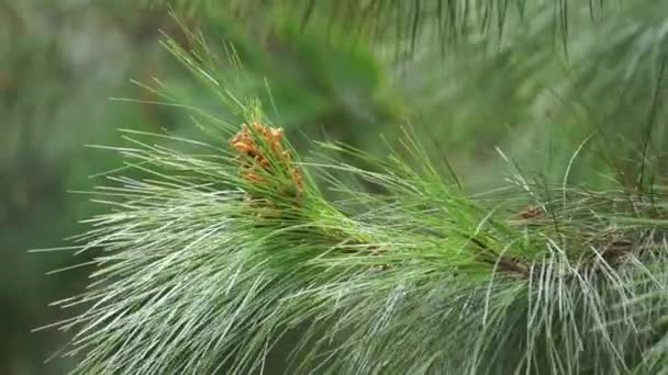 Pine Flower Tree Natural Background — Stock Video