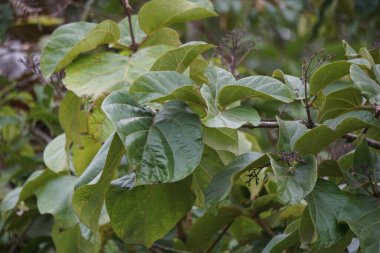 Cola cordifolia (Mandingo cola, Wild cola). Bu bitki, aile mallowlarında bulunan bir ağaç türüdür.