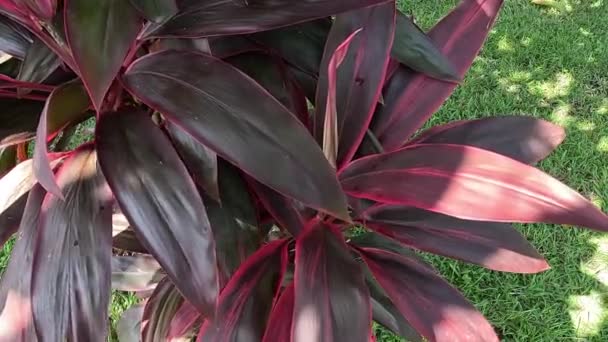 Cordyline Fruticosa Commonly Called Plant Palm Lily Cabbage Palm Good — 图库视频影像