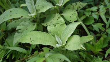 Blumea balsamifera (Sembung). Bu bitkiler genellikle soğuk algınlığı, romatizma, şişkinlik, ishal, kemik ağrıları, idrar söktürücüler, enfeksiyonlar, solunum enfeksiyonları ve mide ağrılarının tedavisinde kullanılır..