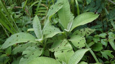 Blumea balsamifera (Sembung). Bu bitkiler genellikle soğuk algınlığı, romatizma, şişkinlik, ishal, kemik ağrıları, idrar söktürücüler, enfeksiyonlar, solunum enfeksiyonları ve mide ağrılarının tedavisinde kullanılır..