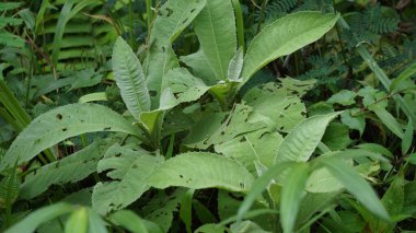 Blumea balsamifera (Sembung). Bu bitkiler genellikle soğuk algınlığı, romatizma, şişkinlik, ishal, kemik ağrıları, idrar söktürücüler, enfeksiyonlar, solunum enfeksiyonları ve mide ağrılarının tedavisinde kullanılır..