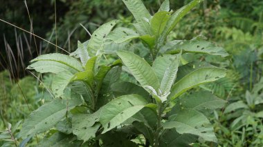 Blumea balsamifera (Sembung). Bu bitkiler genellikle soğuk algınlığı, romatizma, şişkinlik, ishal, kemik ağrıları, idrar söktürücüler, enfeksiyonlar, solunum enfeksiyonları ve mide ağrılarının tedavisinde kullanılır..