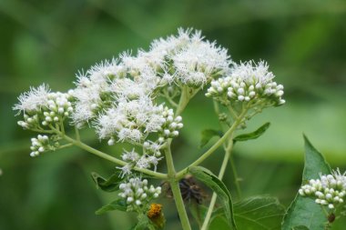 Eupatorium perfoliatum (boneset, boneset, agueweed, feverwort, sweating plant). This plant applied extracts for fever and common colds clipart