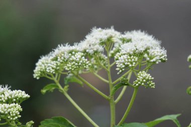 Eupatorium perfoliatum (boneset, boneset, agueweed, humma, terleme bitkisi). Bu bitki ateş ve soğuk algınlığı için kullanılıyor.