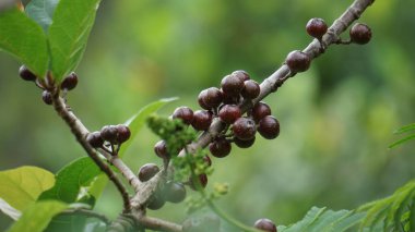 İncir ağacının meyvesi. Ficus, Moraceae familyasından yaklaşık 850 ağaç türü, çalılar, sarmaşıklar, epifitler ve hemiepifitler cinsidir. Toplu olarak incir ağacı ya da incir olarak bilinir.